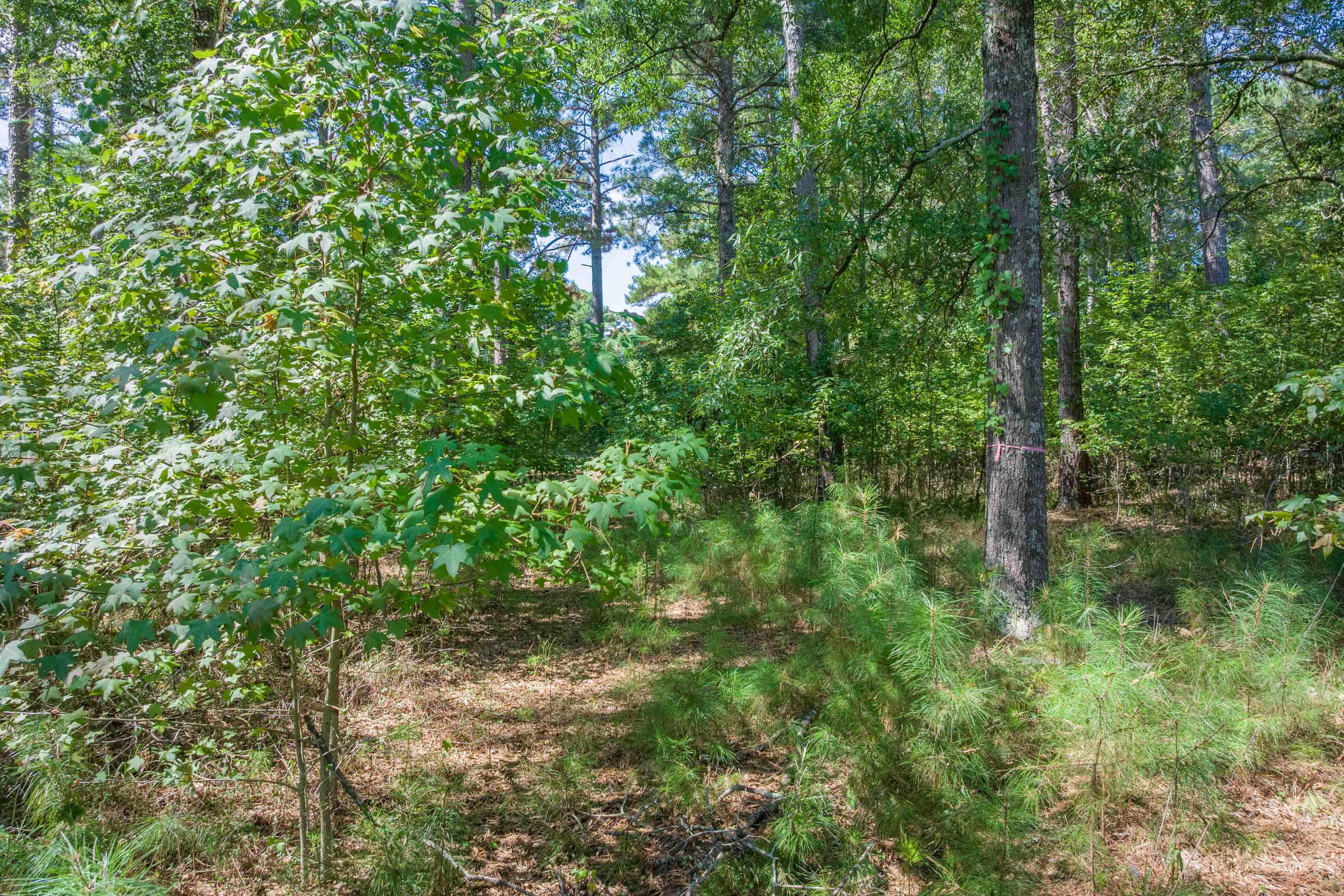 132 Porterfield Drive image 6